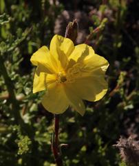 Oenothera stricta stricta