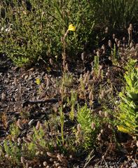 Oenothera stricta stricta