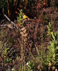 Oenothera stricta stricta