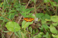 Byblia anvatara acheloia