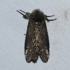 Heterocampa obliqua