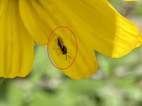 iNaturalist observation photo of Chalcidoid Wasps