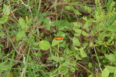 Byblia anvatara acheloia