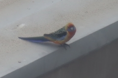 Platycercus elegans