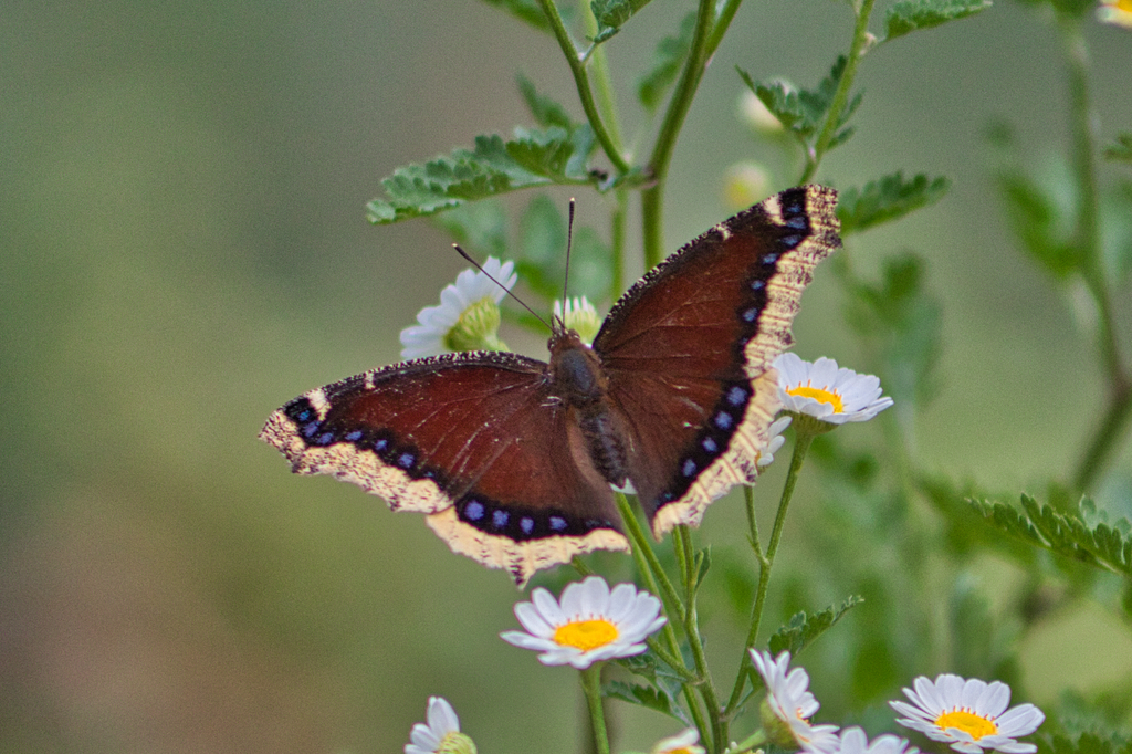 Nymphalis antiopa antiopa