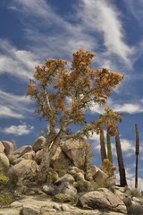 Pachycormus discolor