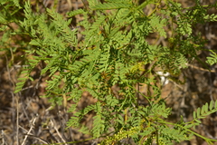 Pachycormus discolor