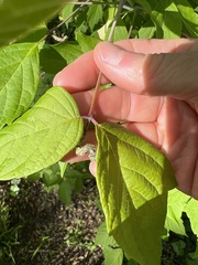 Contarinia negundinis