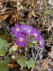 Pericallis echinata image