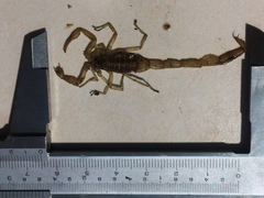 Centruroides suffusus