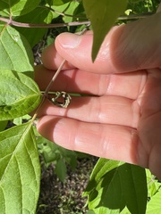 Contarinia negundinis