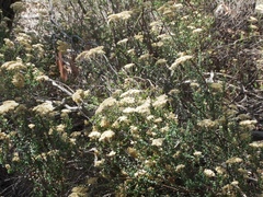 Ozothamnus pholidotus