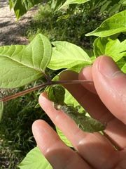 Contarinia negundinis