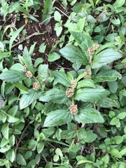 Euphorbia hirta image