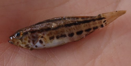 Goldspotted sand bass (Paralabrax auroguttatus) — Serranidae — 5