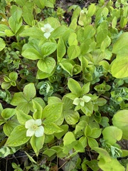 Anemonastrum deltoideum