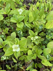 Anemonastrum deltoideum
