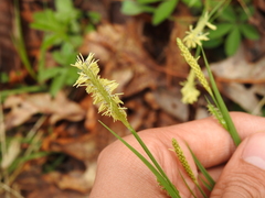 Carex hirtifolia