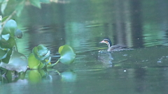 Heliornis fulica