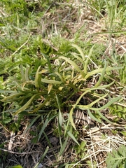 Puccinia sii-falcariae