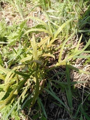 Puccinia sii-falcariae