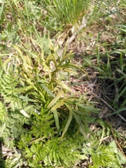 Puccinia sii-falcariae