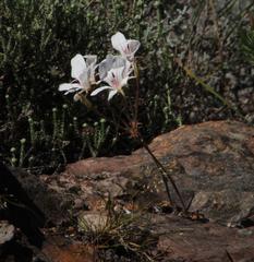 Pelargonium radiatum