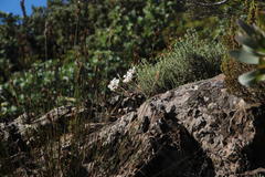 Pelargonium radiatum