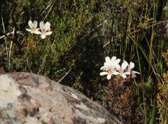 Pelargonium radiatum