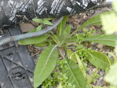 Oenothera elata hookeri