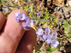 Phacelia breweri