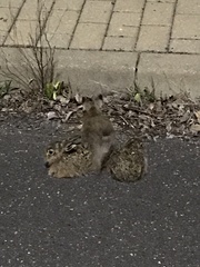 Oryctolagus cuniculus