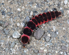 Microphotus angustus