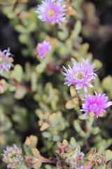 Lampranthus falciformis