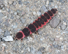 Microphotus angustus