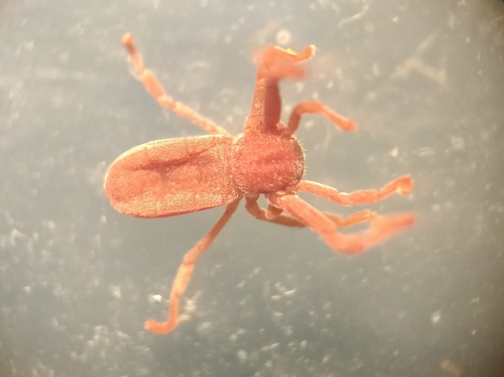 Pseudocellus paradoxus
