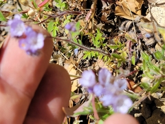 Phacelia breweri