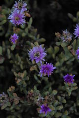 Lampranthus falciformis