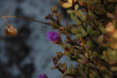 Lampranthus falciformis