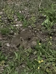 Oryctolagus cuniculus