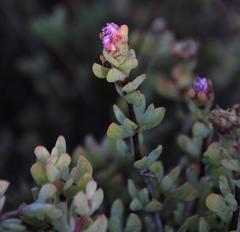 Lampranthus falciformis