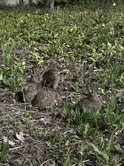 Oryctolagus cuniculus