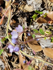 Phacelia breweri
