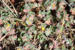 Acmispon heermannii orbicularis