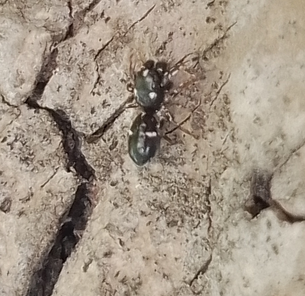 Hyetussa complicata