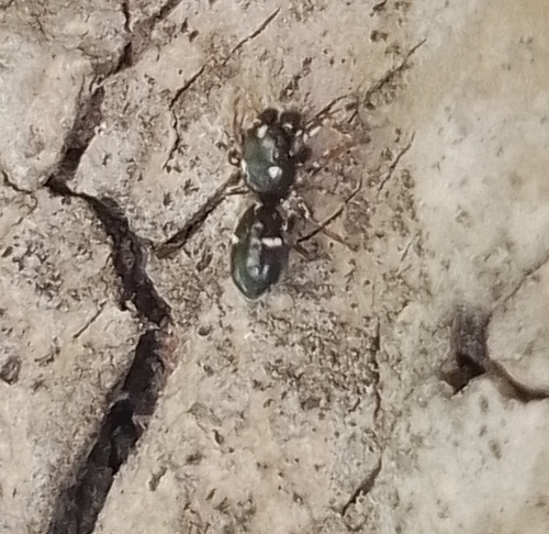 Hyetussa complicata