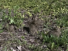 Oryctolagus cuniculus