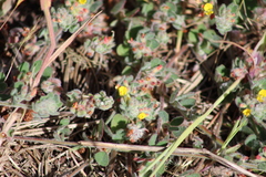 Acmispon heermannii orbicularis