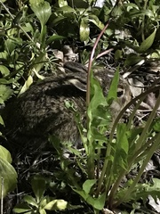 Oryctolagus cuniculus