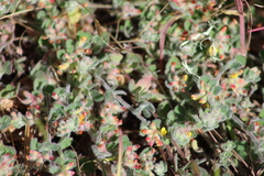 Acmispon heermannii orbicularis